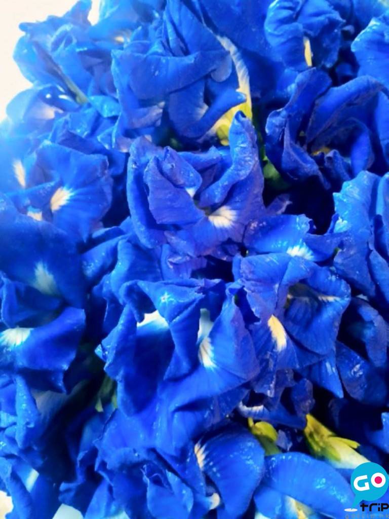 蝶豆花 豆科熱帶植物，藍紫花朵含豐富的花青素，可作為天然的食物染料外，更有研究指花青素含有維生素A、C和E，有效幫助入睡的作用。