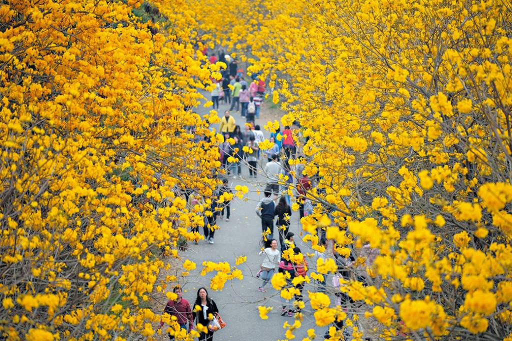 移民台灣 在台灣可以享受彩色花季的氣氛。