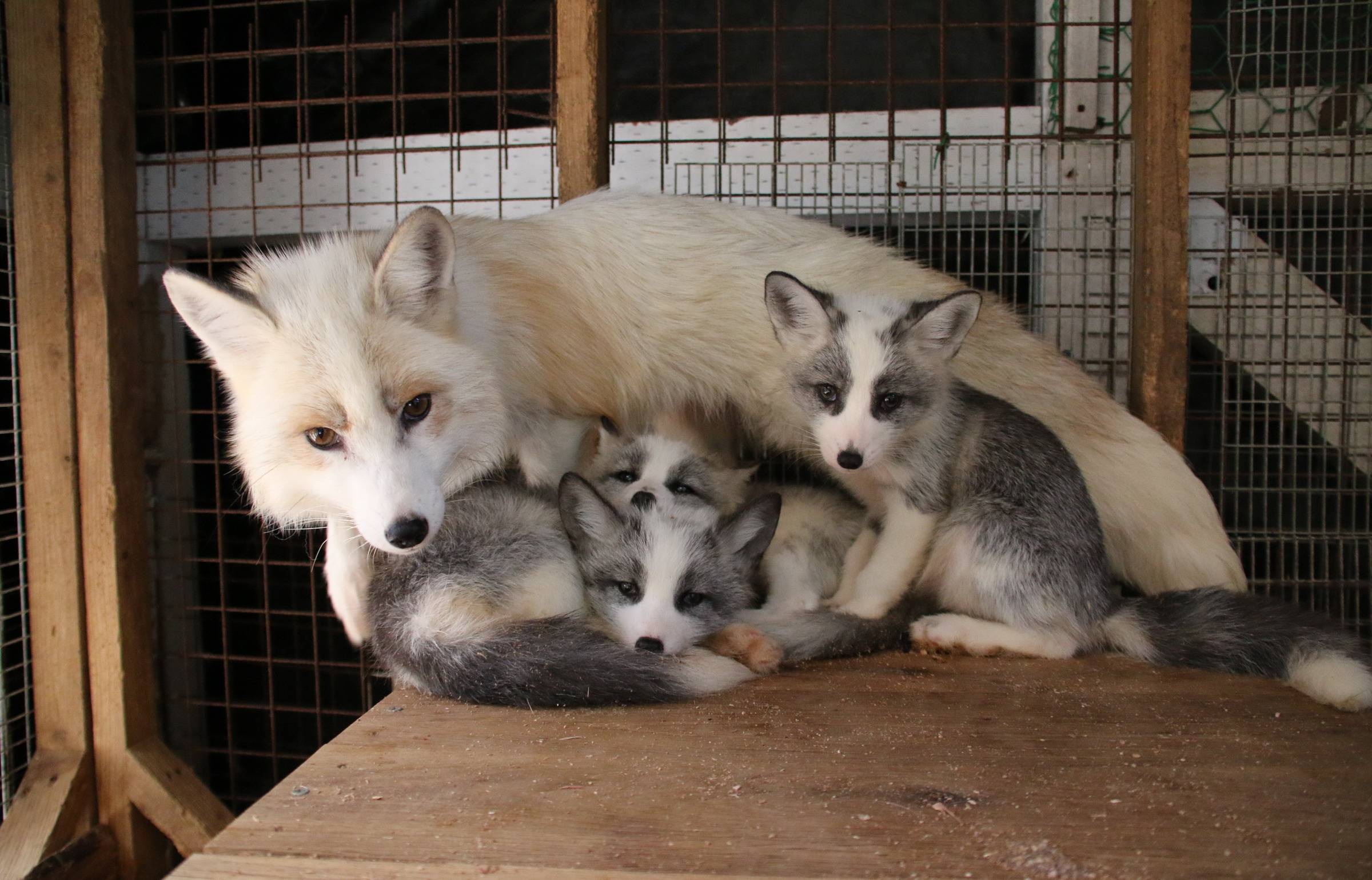 狐狸村 園內狐狸繁殖困難，每年出生狐狸不多於十隻，抱到BB特別難得。（キツネ写真館授權轉載）