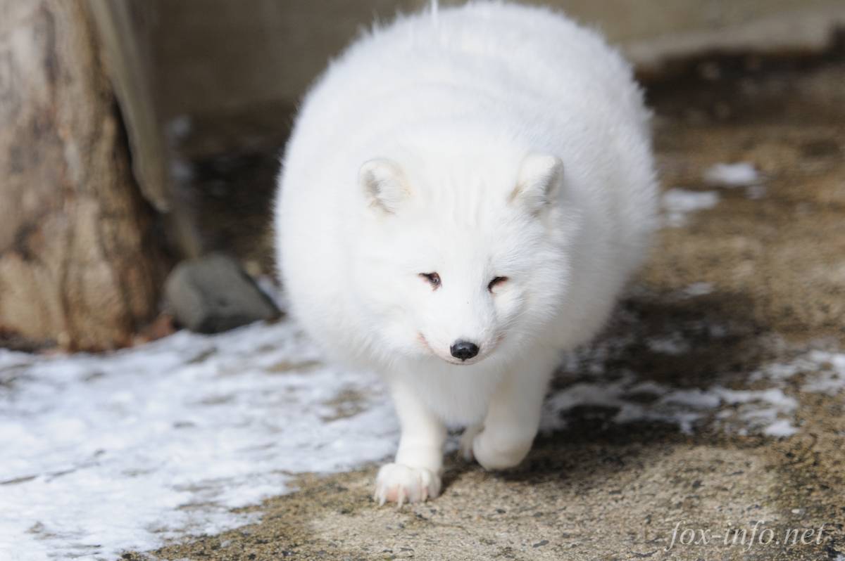 狐狸村 北極狐數量亦不超過20隻，特別珍貴。（キツネ写真館授權轉載）