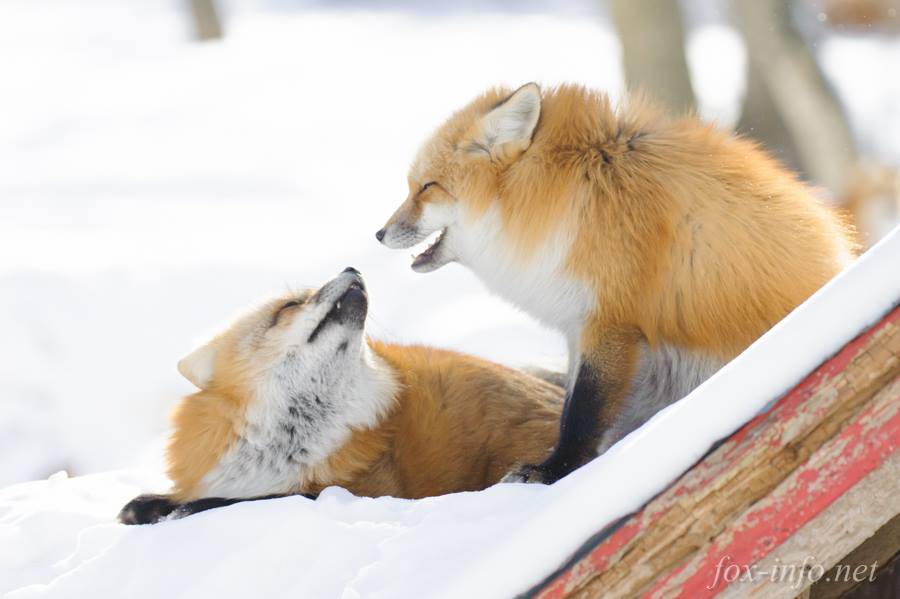 狐狸村 狐狸在雪地玩的場景都好可愛，好想冬天再去一次。（キツネ写真館授權轉載）