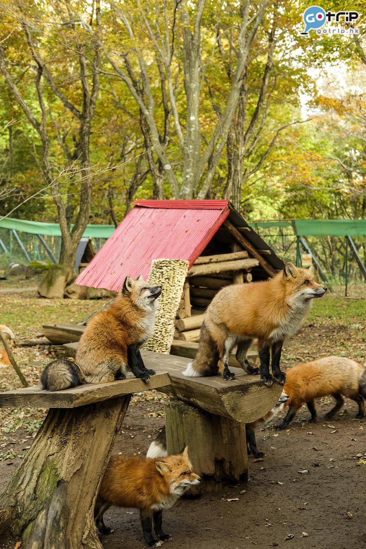 狐狸村 狐狸常常抬高頭等餵食，好得意。