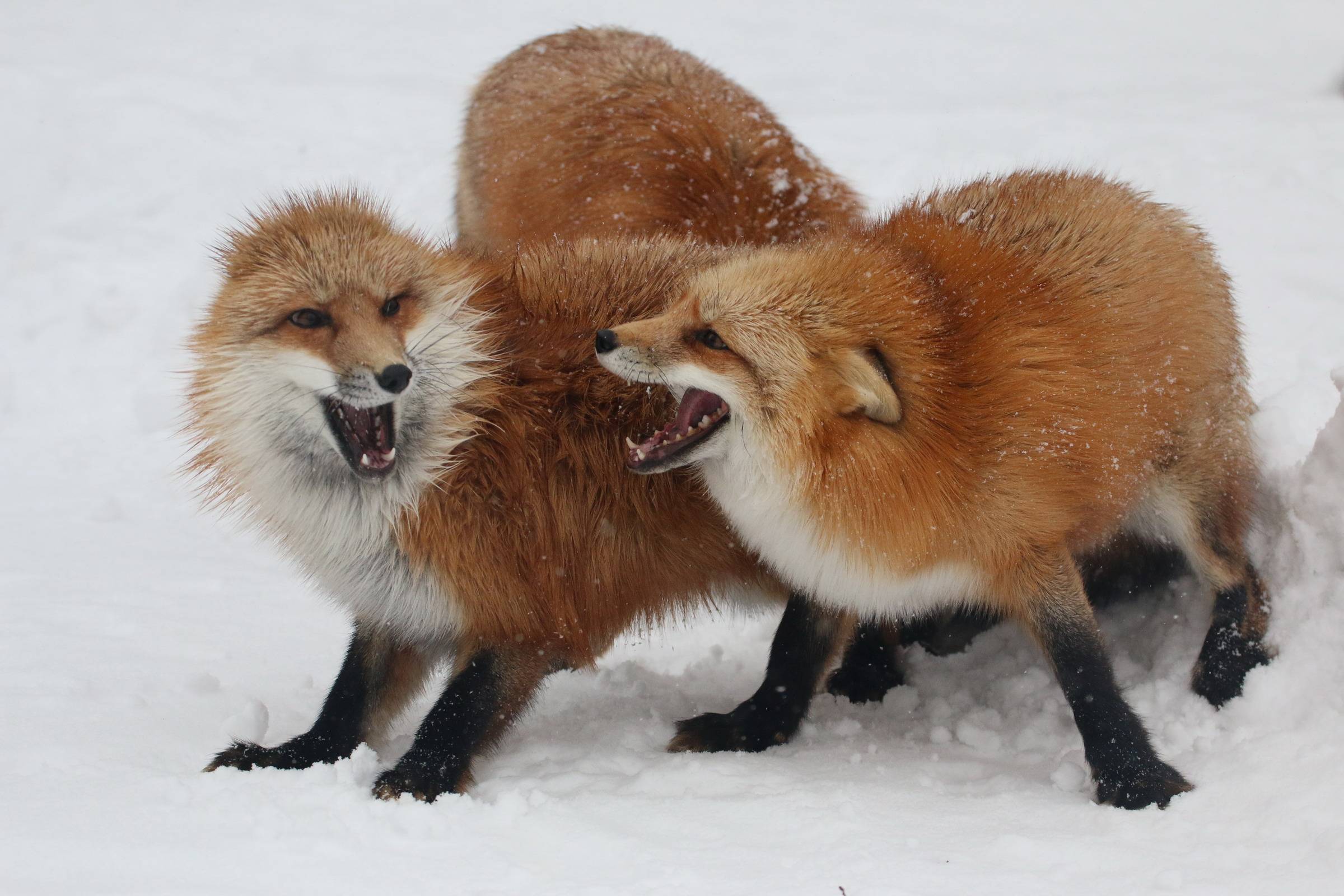 狐狸村 狐狸相當百厭，隨時為爭食大打出手。（キツネ写真館授權轉載）