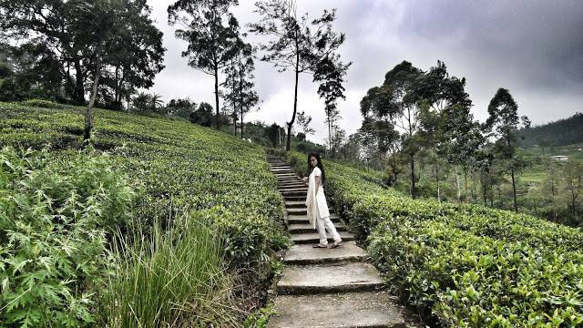 獨遊自拍技巧 F4.5，14mm，1/640s，斯里蘭卡Nuwara Eliya茶園