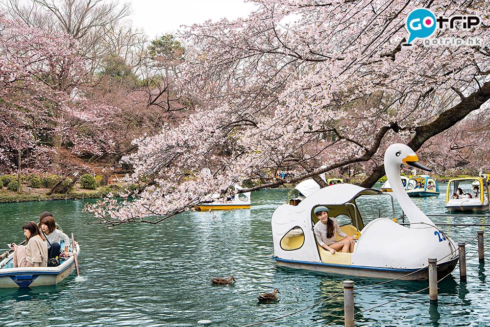 東京櫻花 最好學日本情侶，租只天鵝船撐到湖心，靠右岸一帶，垂垂之櫻開得燦爛，粉紅的花瓣不時墜落，把船駛近與櫻花接近零距離。