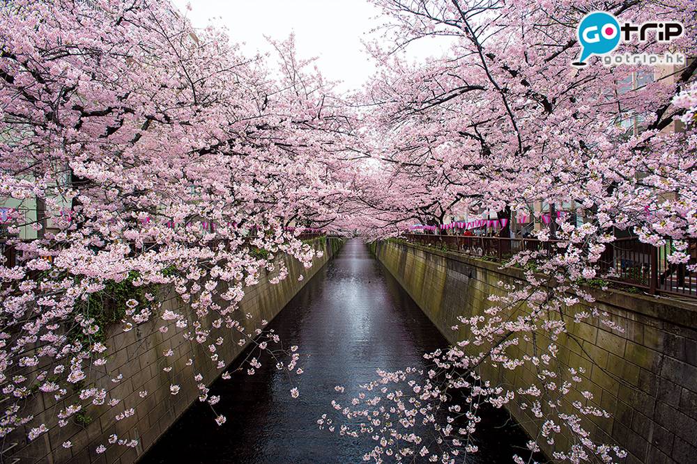 東京櫻花 4公里長的河岸兩旁，種了8百棵櫻花樹。