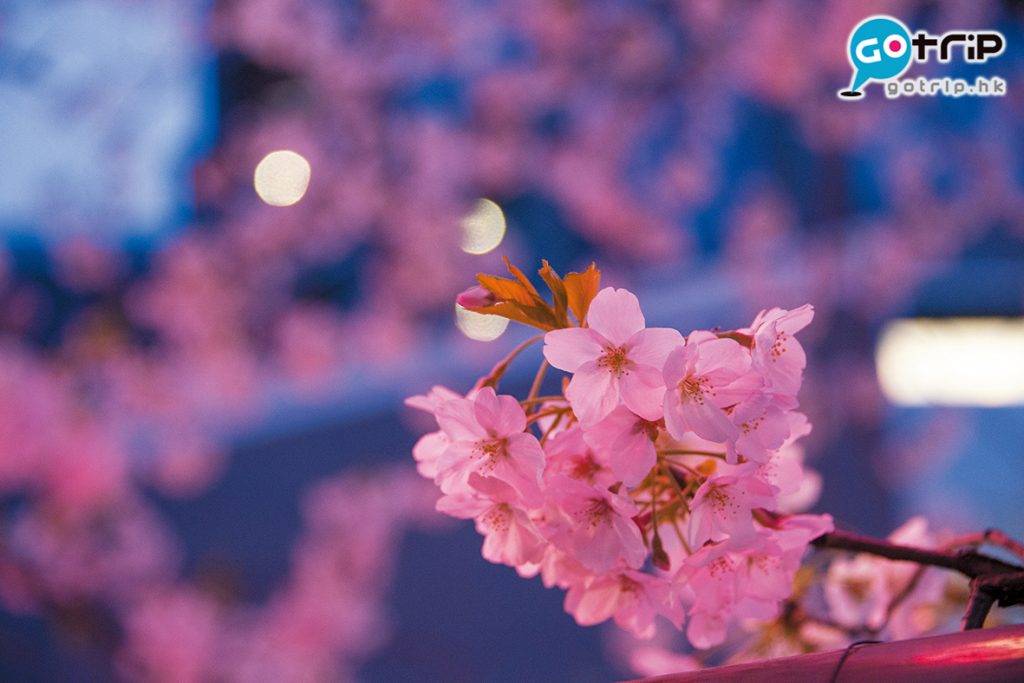 東京櫻花 夜櫻被點燈映照得紅紅紫紫，與日間的那種粉白色調各有美態。