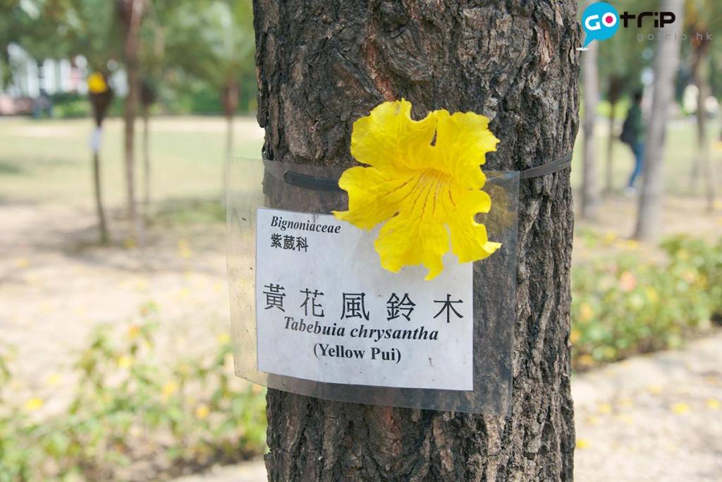 其實風鈴木有不同花色，如粉紅色，不過南昌公園就以黃花為主。