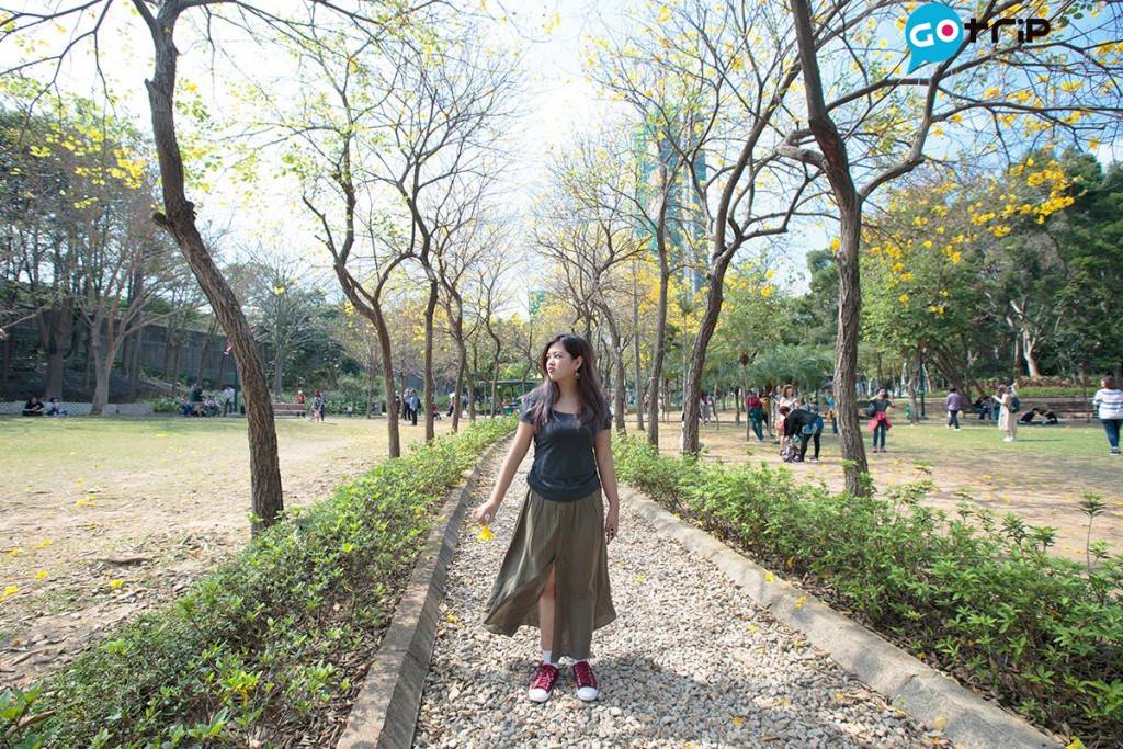 南昌公園 站在大道中間，被風鈴木包圍，很有去了外國的感覺。