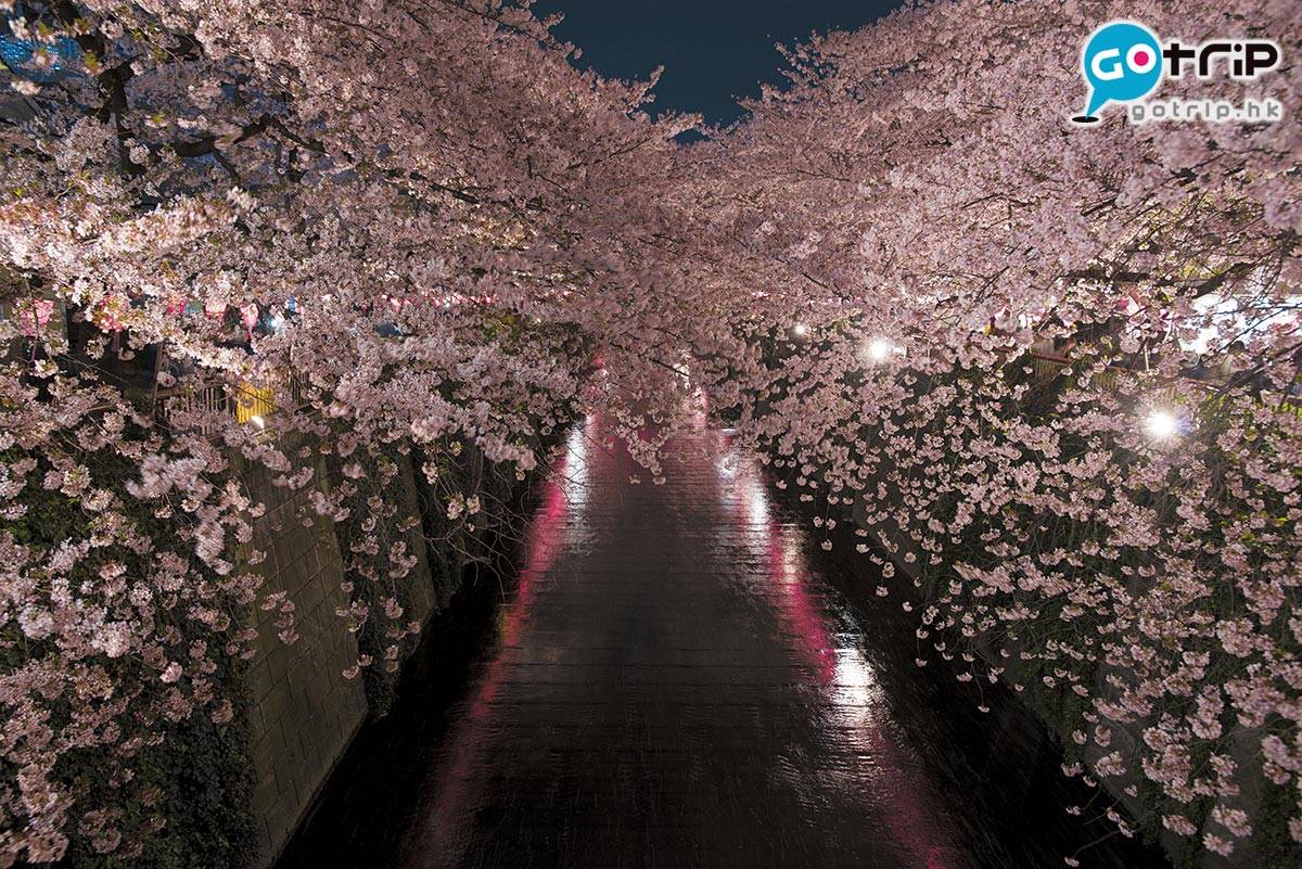 東京櫻花 目黑川浪漫的夜櫻美景實在不容錯過！
