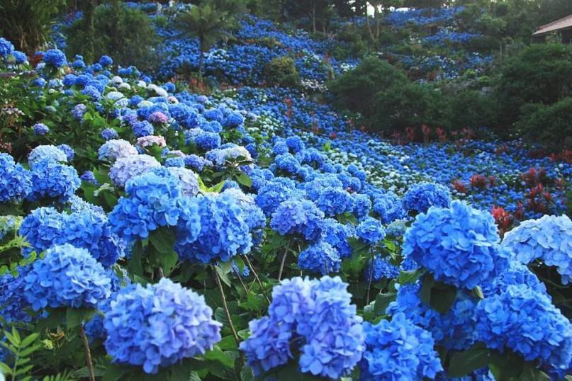 25萬多朵盛開的繡球花將廣闊的山坡染成了一片藍！ （2016年盛開之景）