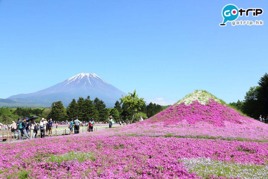 用芝櫻鋪成一座小富士山。