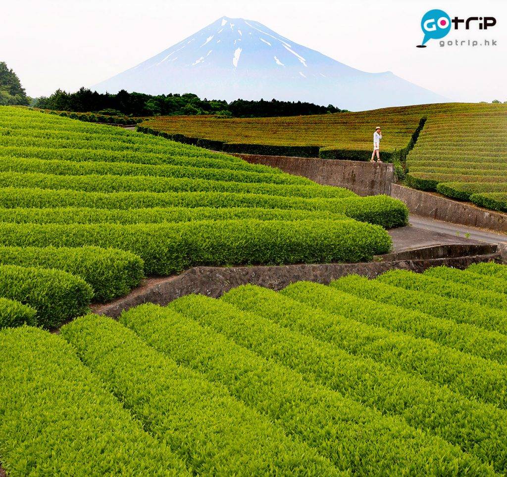 富士山 靜岡縣出名栽種綠茶，在阡陌間遠看富士，最有日本風情。