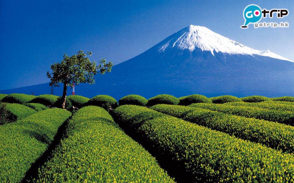 富士山 5月下旬是新茶長滿的季節，茶田最是翠綠。