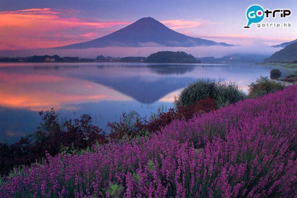 富士山 山中湖花の都公園的薰衣草。