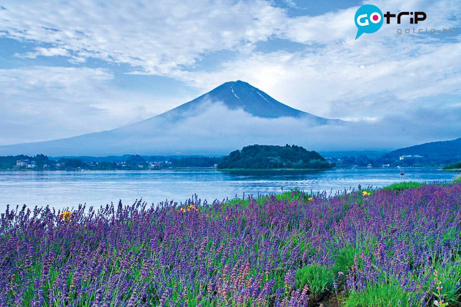 富士山 懶人包 大石公園的花季到10月，薰衣草外還有秋菊罌粟花等欣賞。