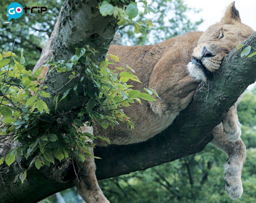 富士山 懶人包 園中獅子數量眾多，除了為爭食大打出手之外，最愛就是躲到樹上乘涼午睡。