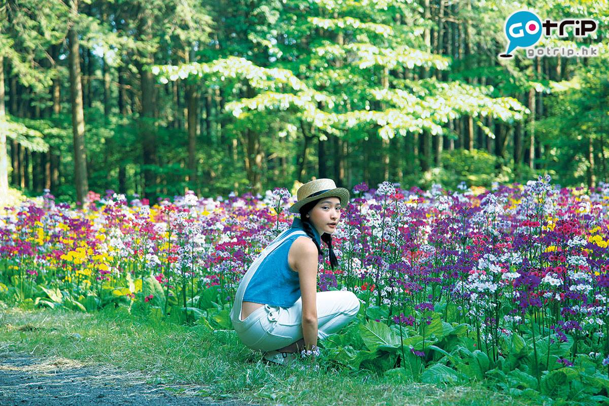 富士山 懶人包 戶外花園就像童話中的仙境，那七彩茂密的花田被一大片綠油油的森林圈養，寧靜動人。