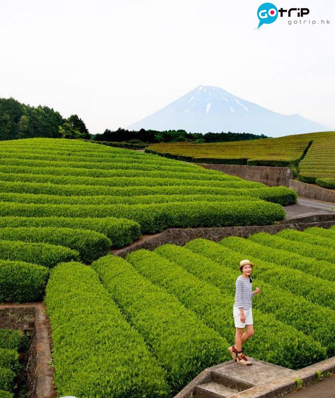 富士山 懶人包 靜岡縣出名栽種綠茶，在阡陌間遠看富士山，最有日本風情。