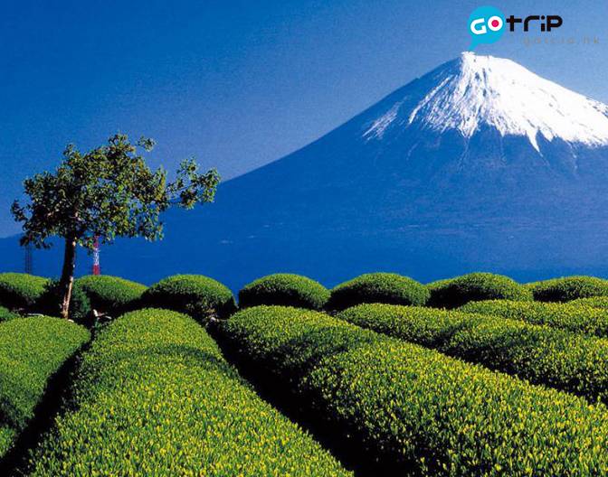 富士山 懶人包 5月下旬是新茶長滿的季節，茶田最是翠綠。