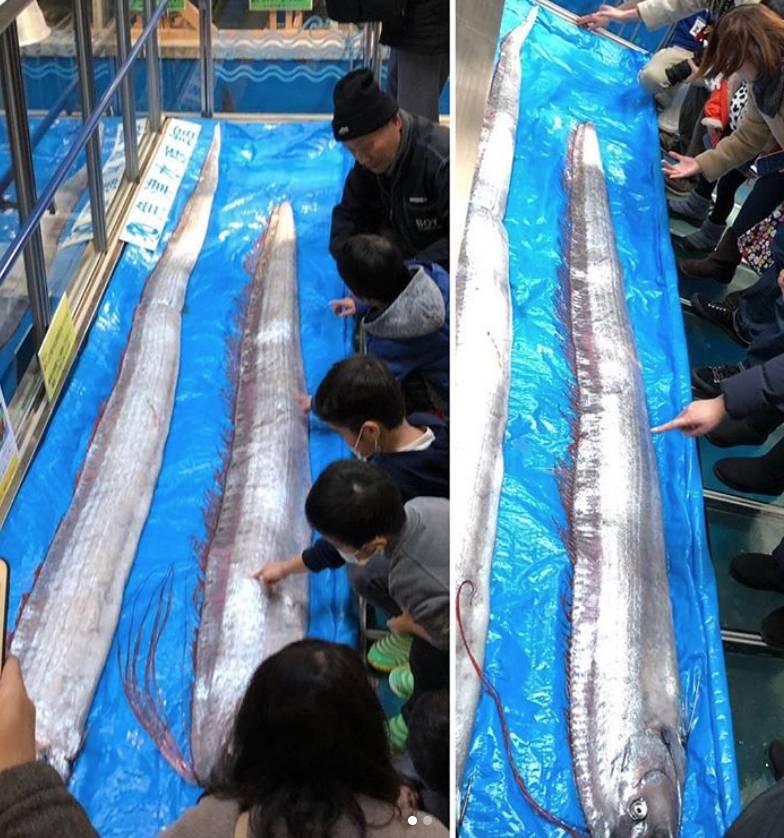 日本地震 圖片來源：魚津水族館