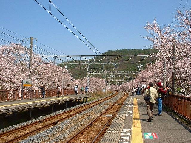 大阪櫻花 日本櫻花2023 一下車，櫻花夾道歡迎，雖然遠離市中心，但也很值得去。