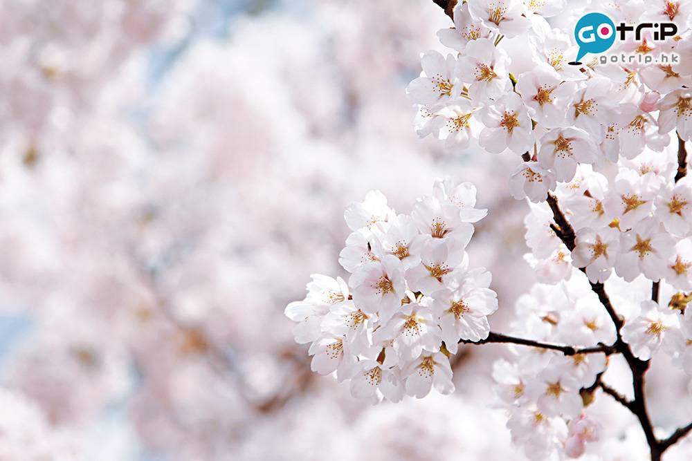 2019 公眾假期 弦前公園被列為「賞櫻名所百選」，除了主要的染井吉野櫻以外，垂枝櫻、八重櫻等約50種、共2600棵的櫻花樹。