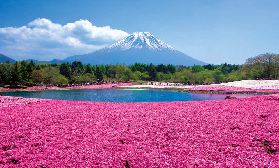 2019 公眾假期 2018富士山富士芝櫻祭的花期是 4 月中旬至 5 月下旬。