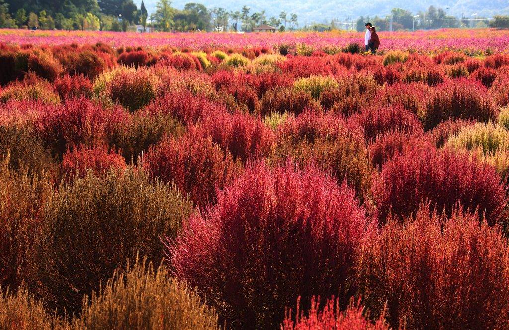 2019 公眾假期 揚州市內的「Nari公園 나리공원」不單有紅色掃帚草，園內不同的花朵都會在秋天盛放。（圖片來源：