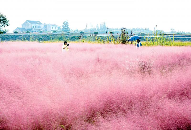 2019 公眾假期 園內還有很受韓妹歡迎的粉紅色芒草。（圖片來源：
