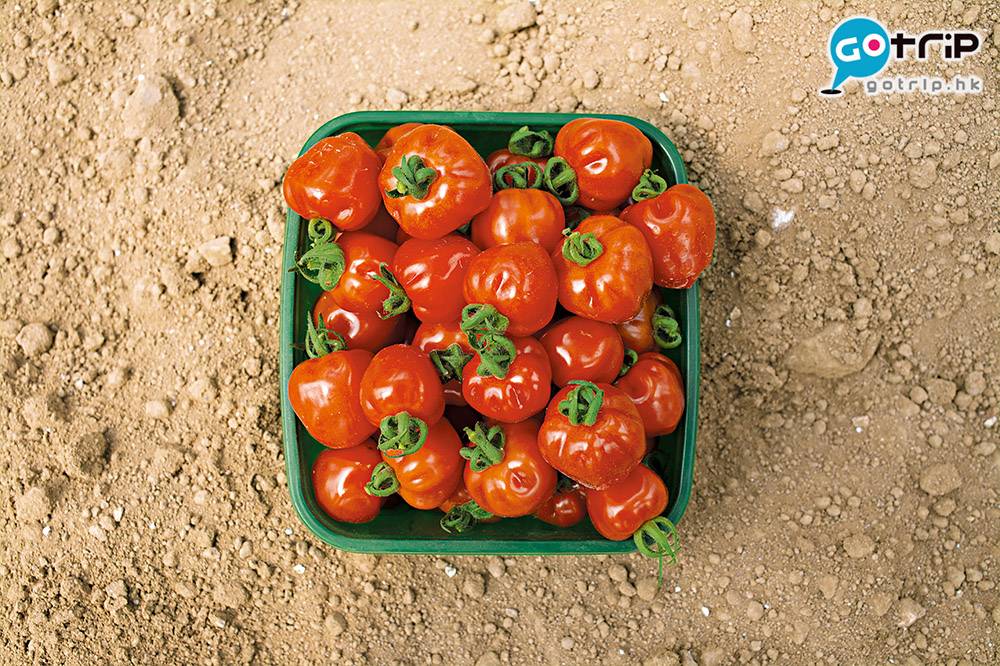 減肥食物組合 番茄主要可幫助清理腸胃。
