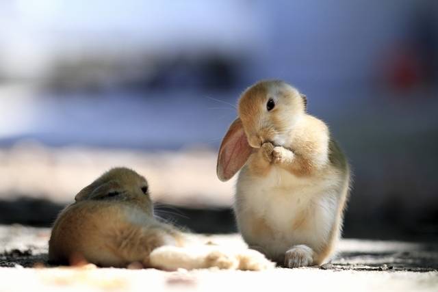 兔子島  大家記得不要在車路上餵飼兔仔，以免誤撞兔兔。