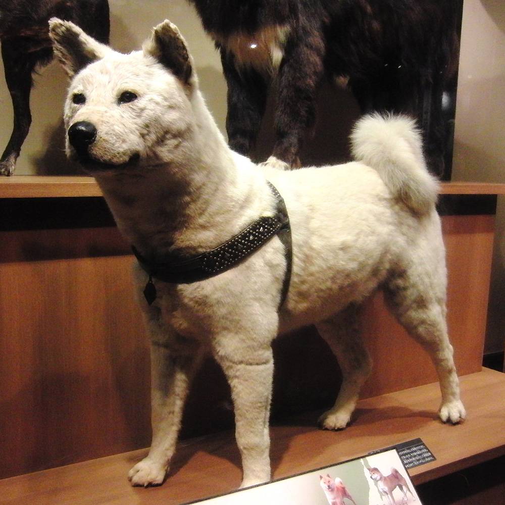 日本冷知識 上野國立科學博物館展出的八公標本。