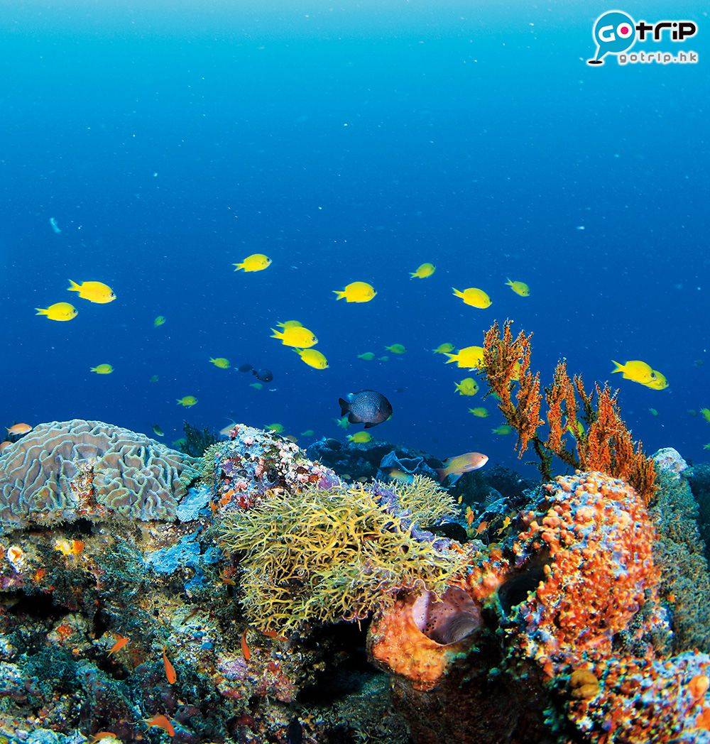 到印尼聖加拉奇潛水，還會看到很多珊瑚和熱帶魚群。