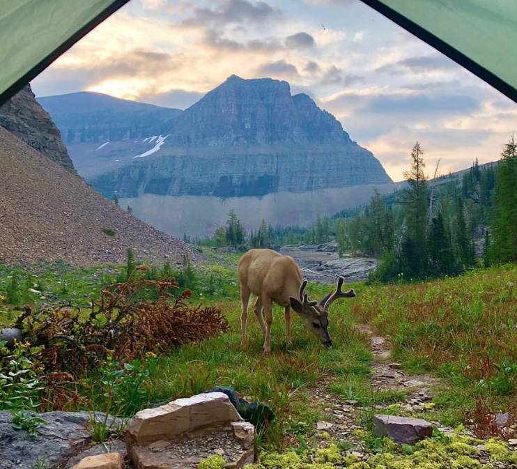 露營的話，還有機會一睡醒，打開帳門就看到動物呢～｜圖片來源：Ig@glacier_national_park