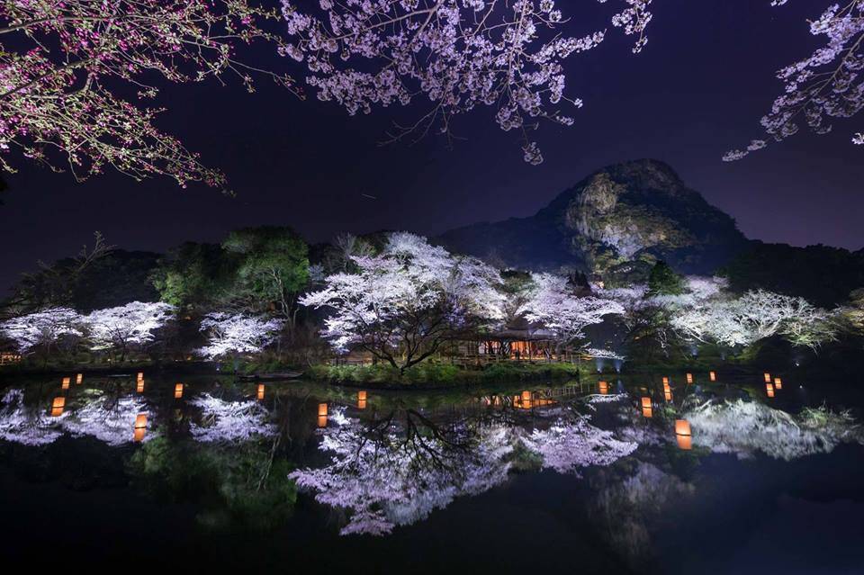九州景點 春天另一風物詩，就係賞夜櫻！無論係春定秋，呢片景色都同樣迷人。