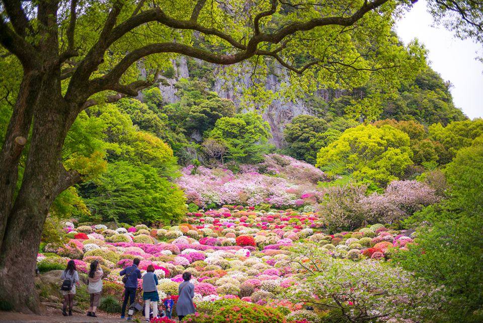 九州好去處 春天嘅御船山公園被滿滿嘅杜鵑花包圍，很是浪漫。