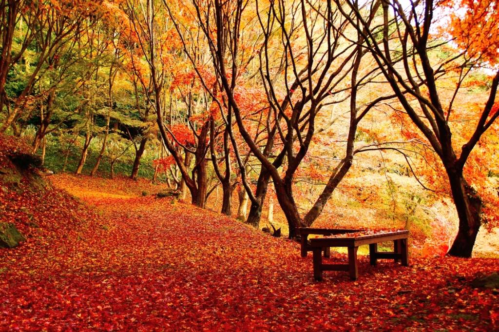 九州好去處 坐喺漫山遍野嘅橙紅楓葉當中，甚有童話感覺。