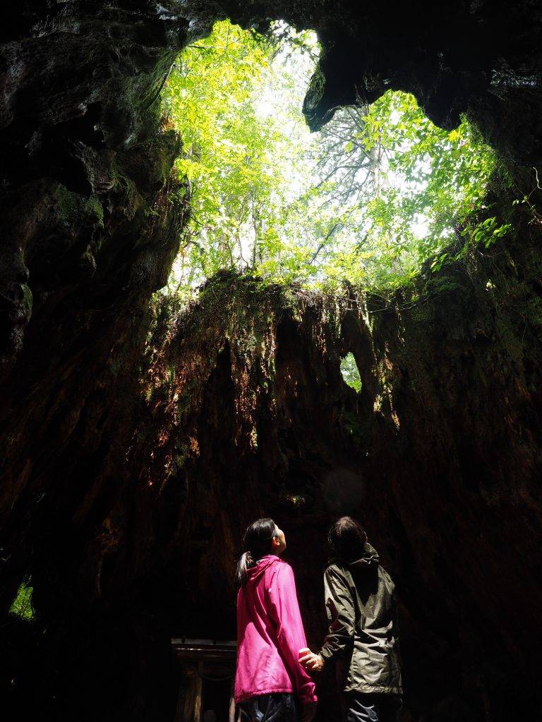 九州景點 心形樹洞吸引唔少日本女性專誠嚟造訪。