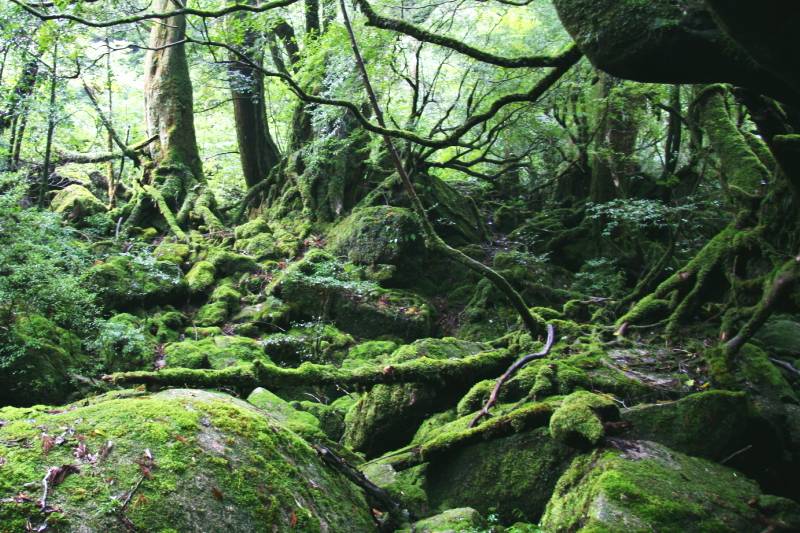 九州景點 作為《幽靈公主》嘅背景原形，屋久島嘅自然景色果真不乏異樣嘅神秘感。