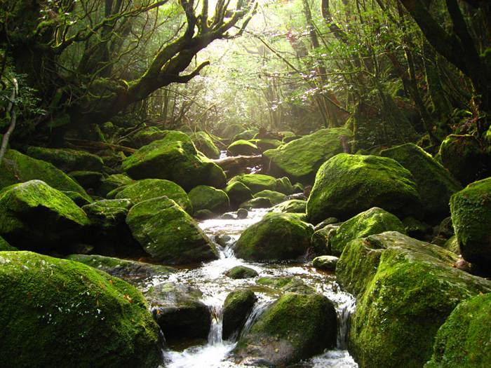 九州好去處 被綠色大自然包圍，喺洗滌心靈嘅同時，可感受大自然嘅壯麗。