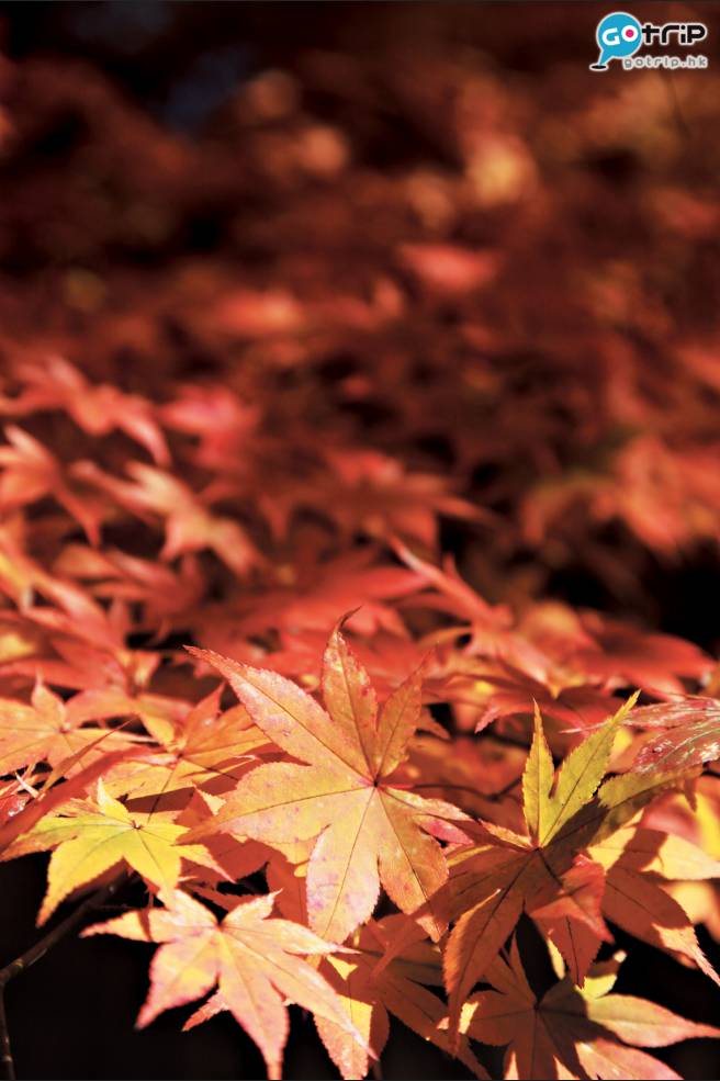 影紅葉技巧 調低曝光度，可令紅葉嘅顏色更顯自然。