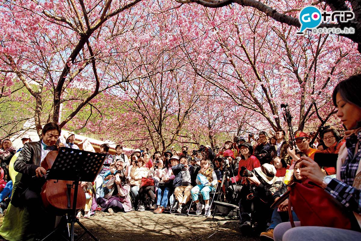  每年武陵農場都會舉辦櫻花音樂祭，實是一場澎湃震撼的櫻花弦樂表演。