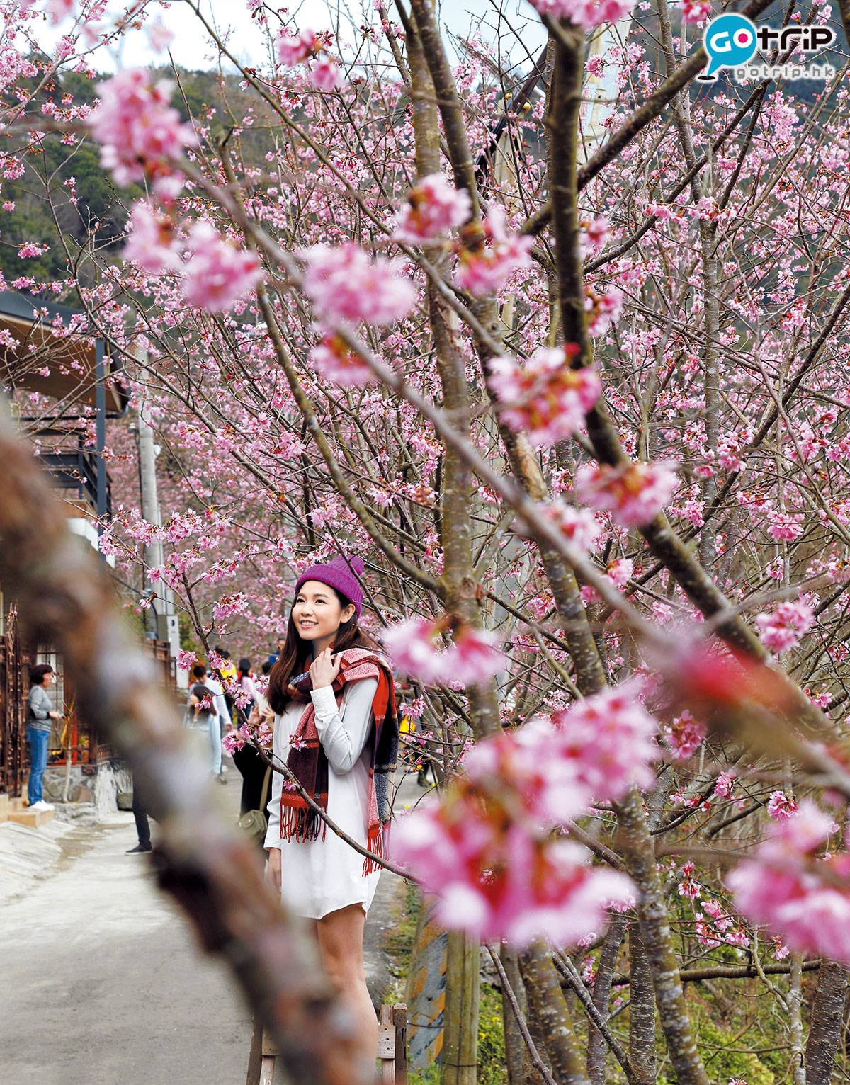  拉拉山的櫻花在北台灣來說算最多，不難拍出靚人靚花。