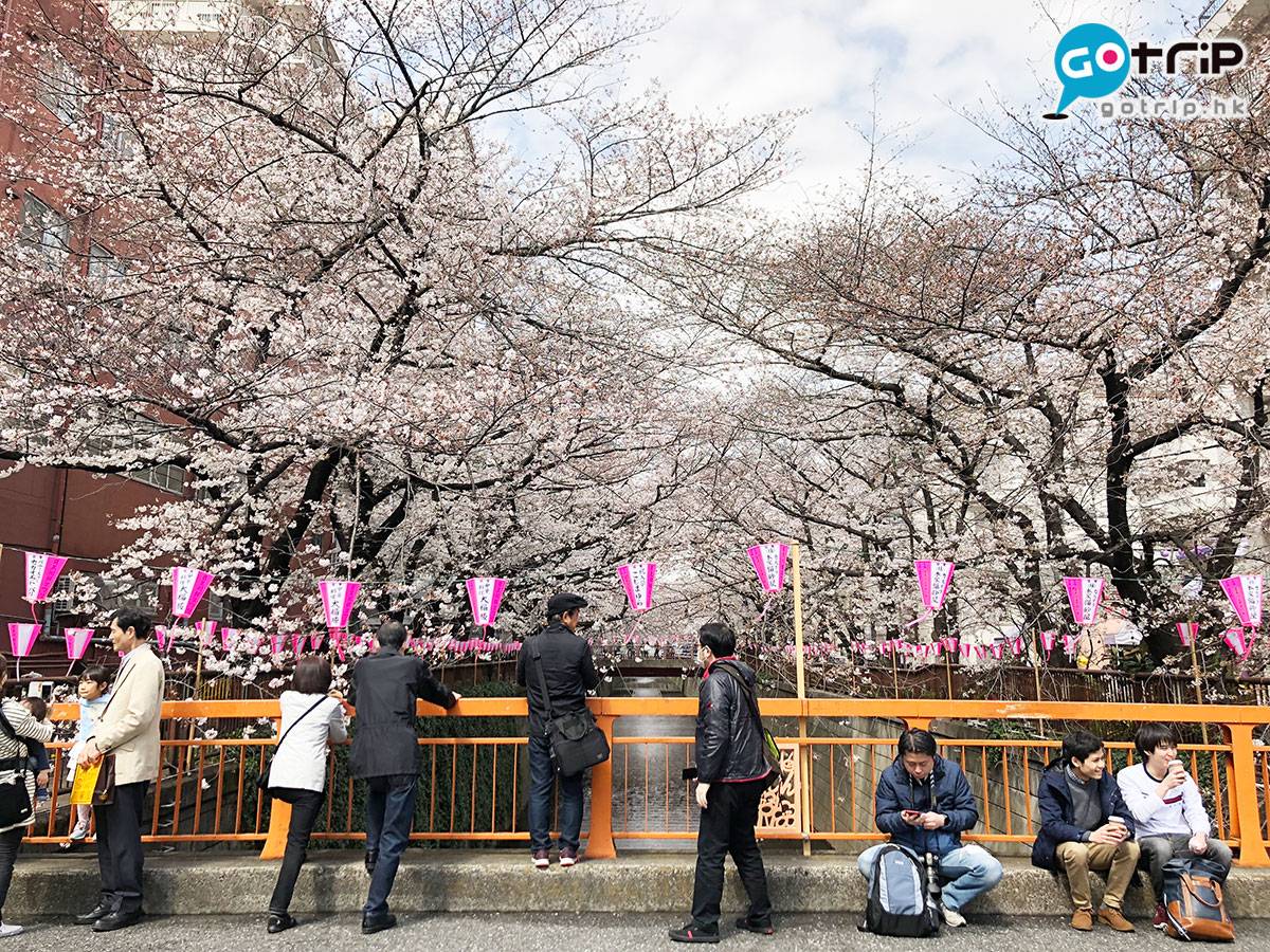  目黑川沿河道的櫻花，是東京人最愛的櫻花之一。