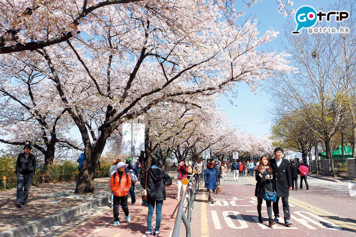  汝矣島1,500棵櫻花樹開滿馬路兩旁，化身成全長2公里的粉白的櫻花大道。