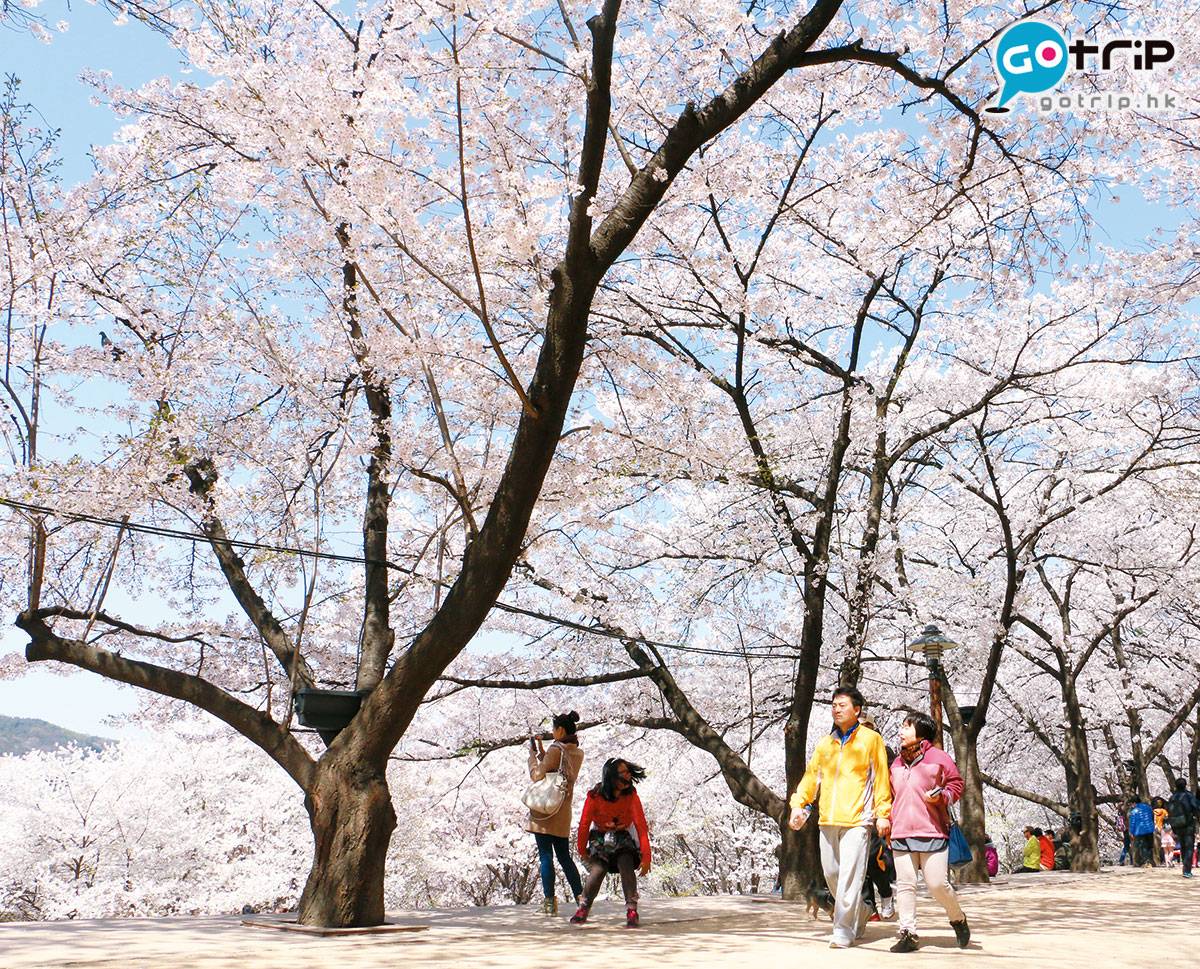  公園內的櫻花樹開滿山坡，可以拍出整個背景都是粉紅色的照片。