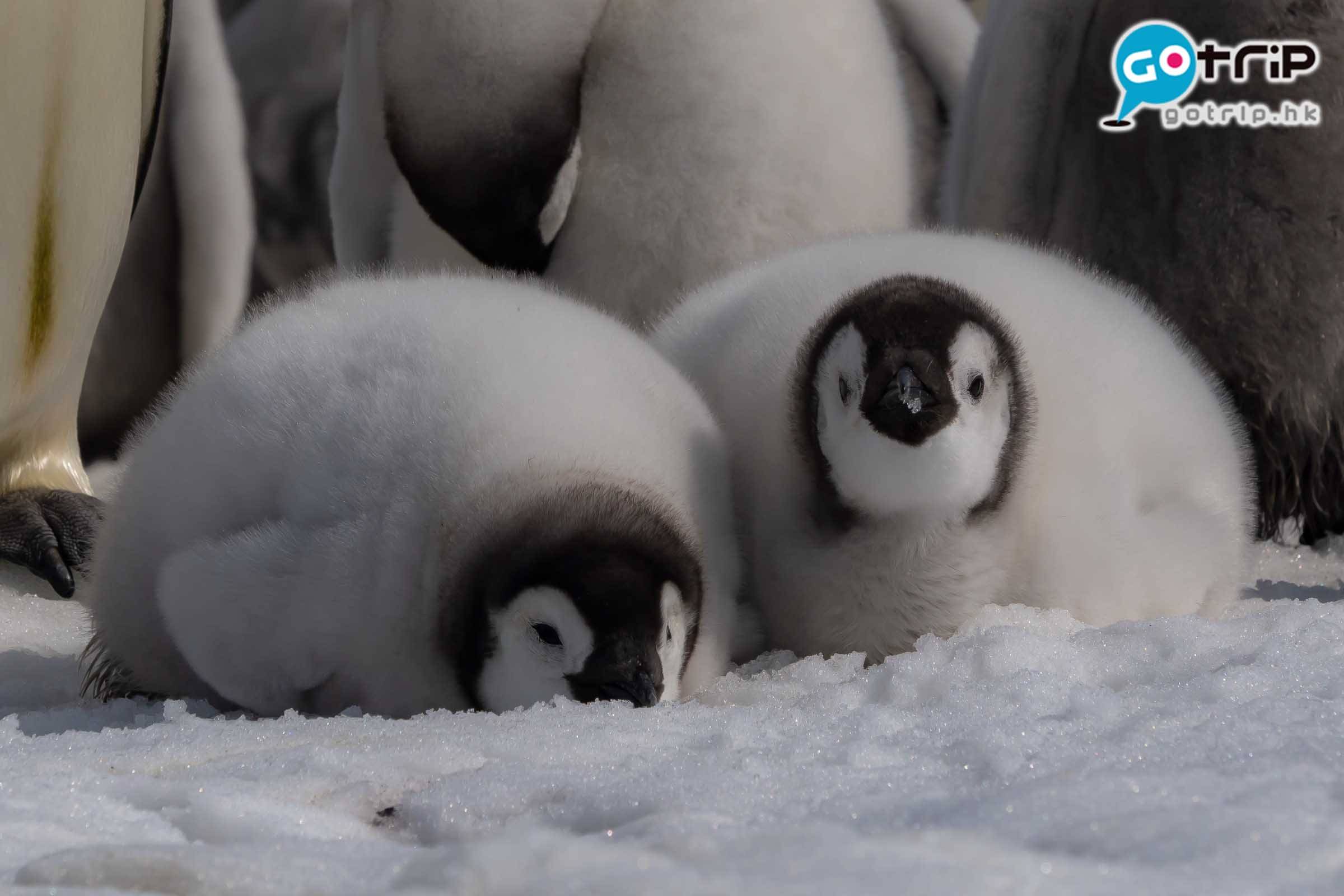 南極企鵝 成年企鵝要到5歲才能生育，在BB時期，毛色灰白肥嘟嘟，勁可愛！