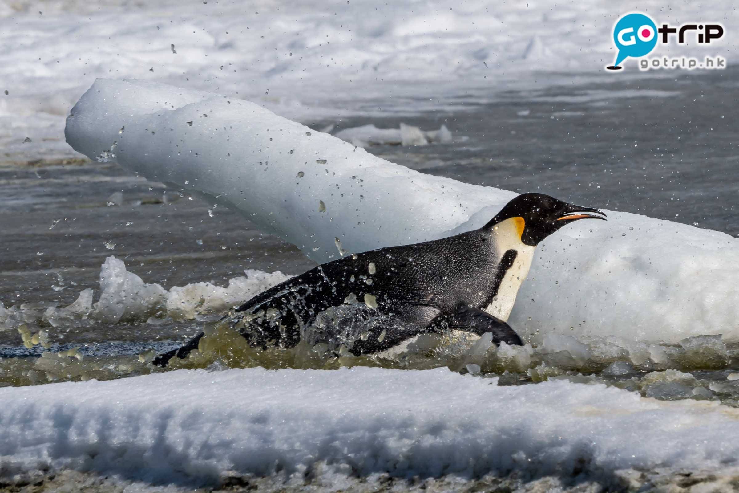 南極企鵝 成年企鵝的毛是防水的，可在冰水中自由暢泳，而小企鵝就要到12月後才能下水。