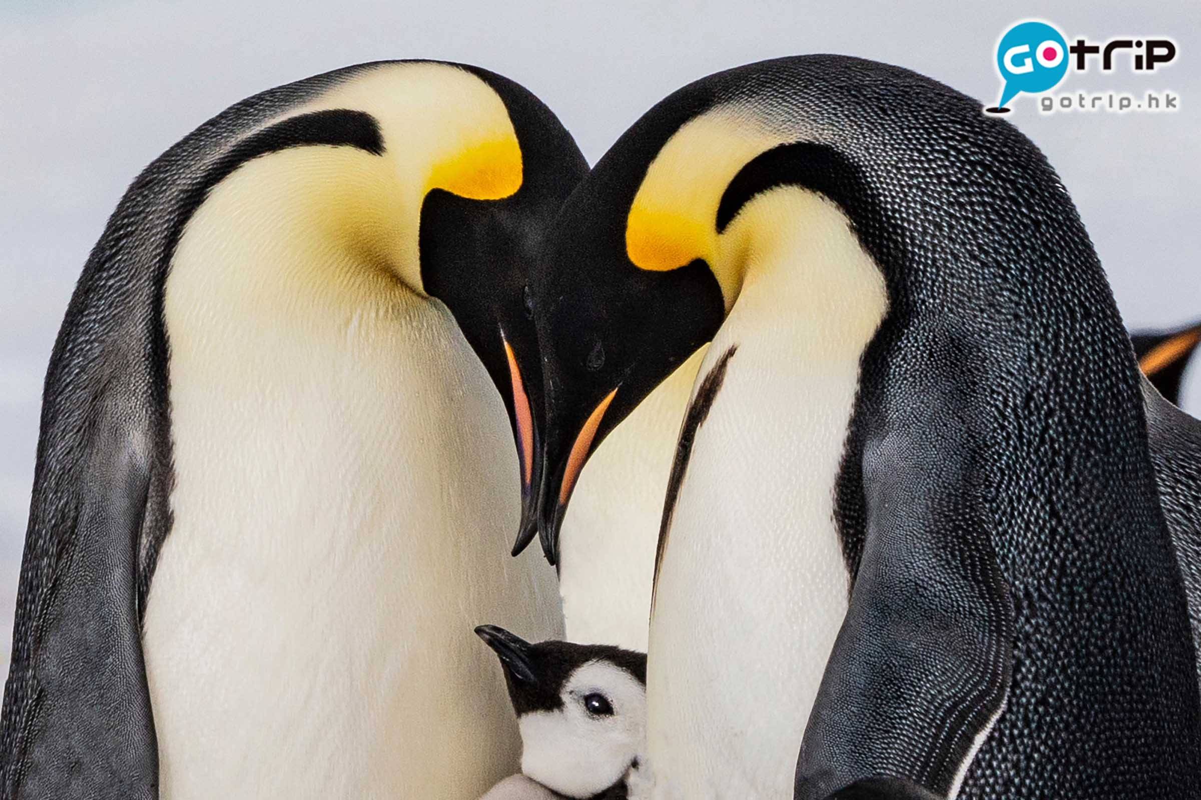 南極企鵝 企鵝全家大合照。